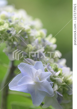 Hydrangeas are a symbol of the rainy season 127273921