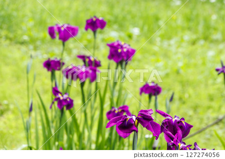 Iris iris of Sanpi Garden Iris iris of Sanpi Garden 127274056