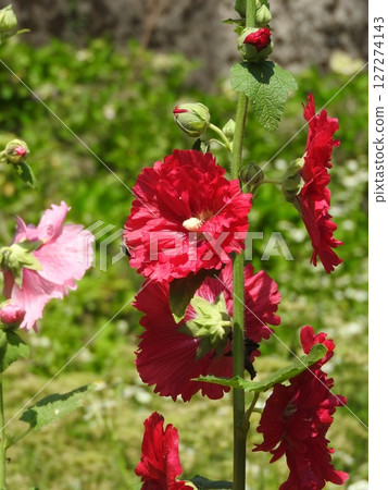 Aosho's flower Aosho's flower 127274143