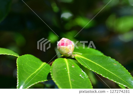 看見花的芽 127274281