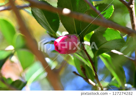 看見花的芽 127274282