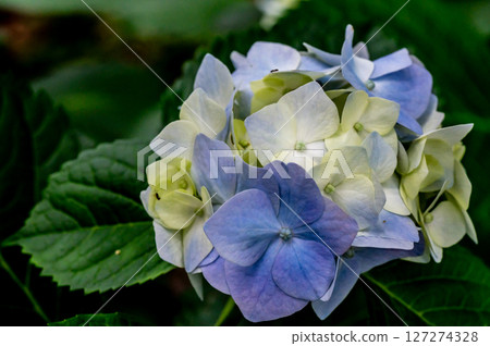 A small hydrangea on the tip of a ball 127274328