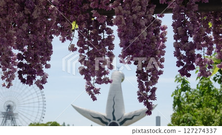  Wisteria flowers 127274337