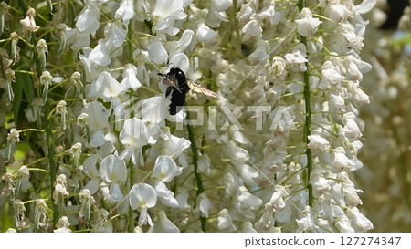 Wisteria with flowers and bees Wisteria with flowers and bees 127274347