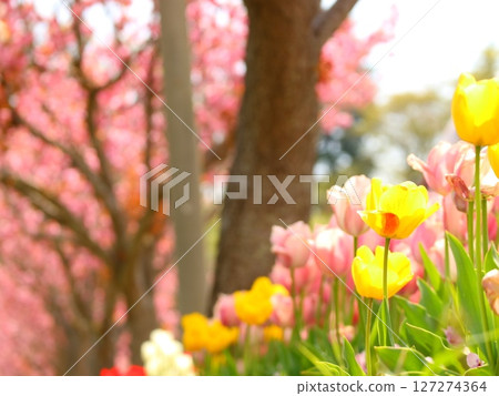 Colorful pink and yellow tulips blooming under the warm spring sunshine 127274364