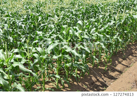 Corn field 127274813