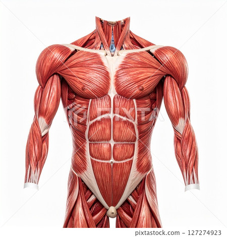 Male muscle system over white background, man muscles without skin anatomy view Male muscle system over white background, man muscles without skin anatomy view 127274923