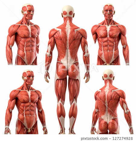Male muscle tissue structure over white background 127274928
