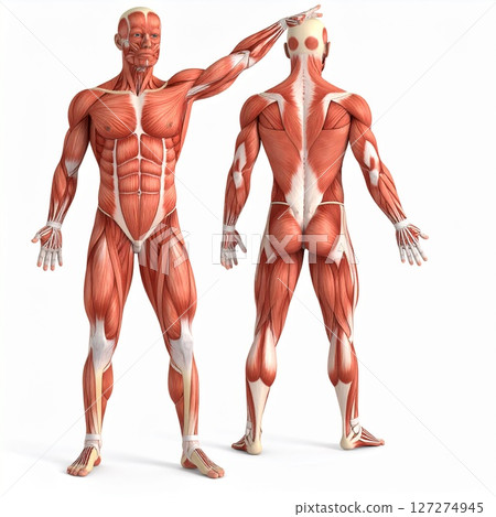 Male muscle tissue structure over white background Male muscle tissue structure over white background 127274945