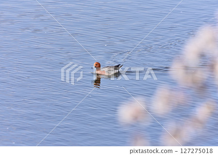 Waterfowl moving across the water in spring Waterfowl moving across the water in spring 127275018