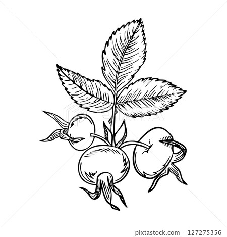 Rose hip berries with leaves. Vector illustration hand drawn floral with hips of dog rose showcased in black and white with line art on white backgrounds Rose hip berries with leaves. Vector illustration hand drawn floral with hips of dog rose showcased in black and white with line art on white backgrounds 127275356