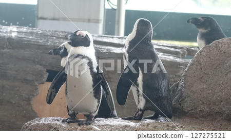 水族館企鵝 127275521