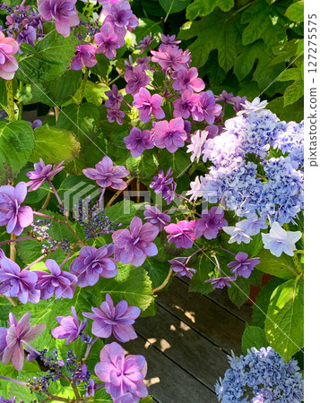 紫色和藍色繡球花 127275575