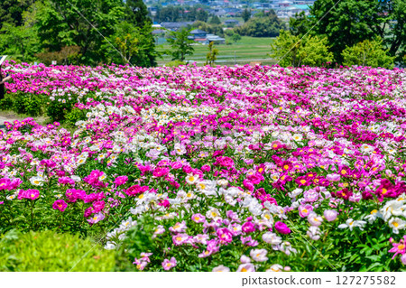 Spring: Peony Festival in Iroma Town, Northern Miyagi Prefecture Spring: Peony Festival in Iroma Town, Northern Miyagi Prefecture 127275582