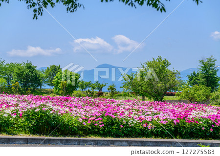 春季：宮城縣北部伊呂間町牡丹節 127275583