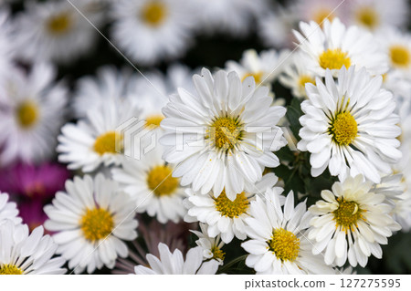 White small chrysanthemum background 127275595