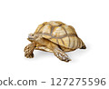 African Spurred Tortoise on White Background 127275596