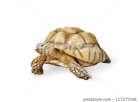 African Spurred Tortoise on White Background 127275596