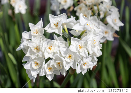 白色水仙花花 / 水仙紙草 白色水仙花花 / 水仙紙草 127275842