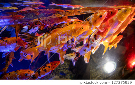 Lots of colorful aquarium fish. Aquarium oceanarium colorful sea panorama landscape Lots of colorful aquarium fish. Aquarium oceanarium colorful sea panorama landscape 127275939