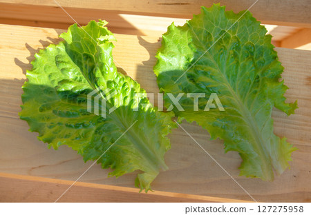 Rustic background of two leaves of fresh lettuce on a wooden background in sunlight 127275958
