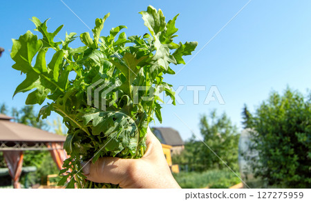 Green leaves of organic arugula in the hands of a woman, a sunny garden 127275959