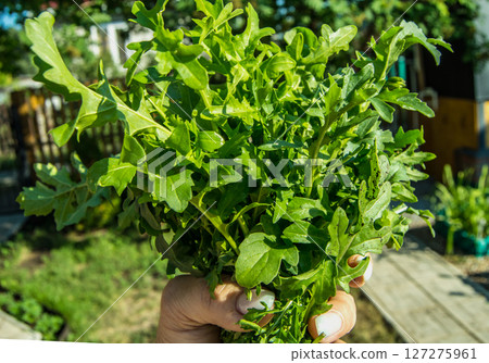Green leaves of organic arugula in the hands of a woman, a sunny garden Green leaves of organic arugula in the hands of a woman, a sunny garden 127275961