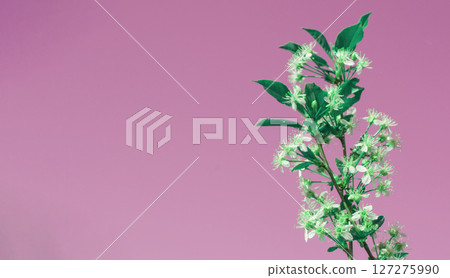 Banner with copy space on the left, one cherry blossom branch on a pink background 127275990