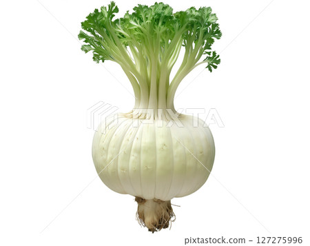 Celeriac (Apium graveolens var. rapaceum) Rough-skinned celeriac root with a mild celery flavor, used in mashed dishes, soups, and salads. 127275996