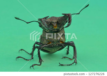 Macro photograph of a European stag beetle on a green background. European stag beetle, male. Concept of threatened insect species 127276226