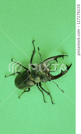Macro photograph of a European stag beetle on a green background. European stag beetle, male. Concept of threatened insect species Macro photograph of a European stag beetle on a green background. European stag beetle, male. Concept of threatened insect species 127276228
