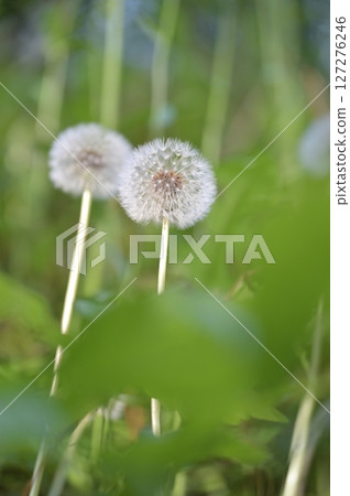 fluffy dandelion fluff fluffy dandelion fluff 127276246
