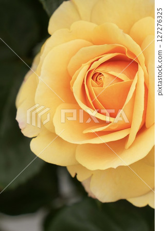 Beautiful yellow rose close-up 127276325