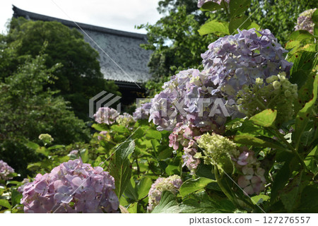 Hydrangeas behind the main hall at Chishaku-in Temple (Higashiyama Ward, Kyoto City) Hydrangeas behind the main hall at Chishaku-in Temple (Higashiyama Ward, Kyoto City) 127276557