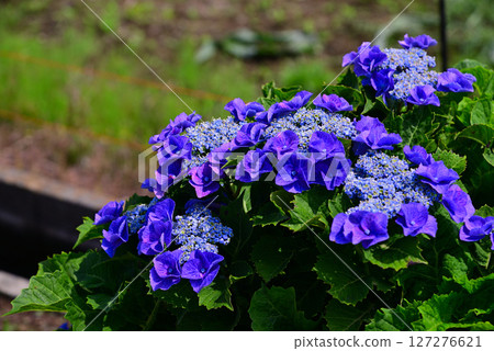 為雨季增添色彩的繡球花 127276621