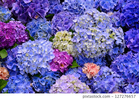 為雨季增添色彩的繡球花 為雨季增添色彩的繡球花 127276657