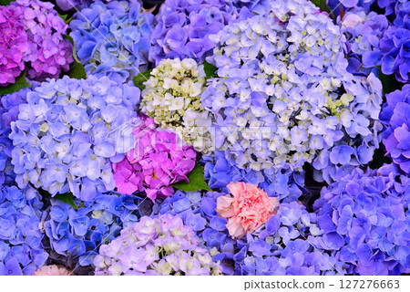 為雨季增添色彩的繡球花 127276663