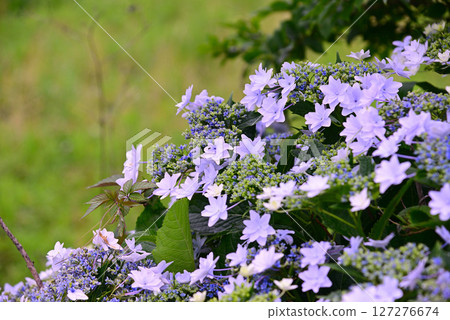 為雨季增添色彩的繡球花 127276674