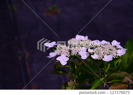 為雨季增添色彩的繡球花 127276675