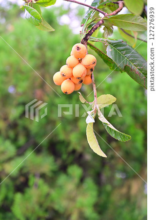 Early summer fruits and loquats Early summer fruits and loquats 127276939