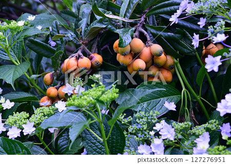 初夏水果和枇杷 127276951