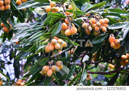 初夏水果和枇杷 初夏水果和枇杷 127276952