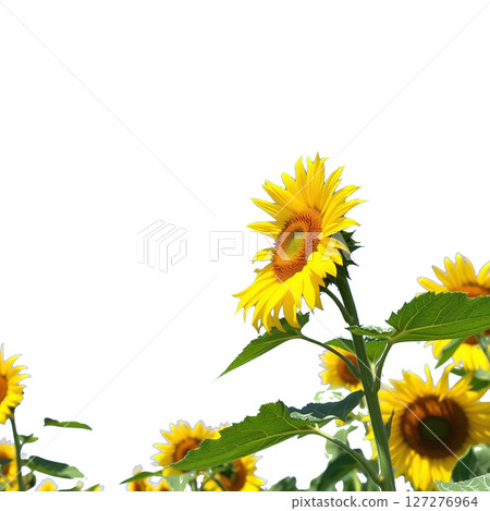 向日葵背景透明切|夏花插畫素材 向日葵背景透明切|夏花插畫素材 127276964
