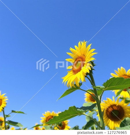 向日葵和藍天 127276965