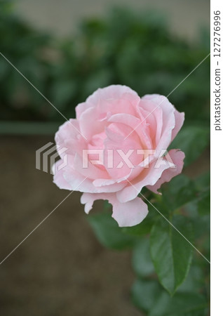 Pink rose in the garden Pink rose in the garden 127276996