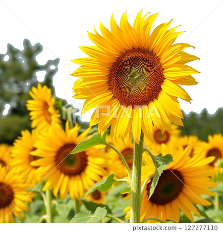 Cheerful sunflower illustration | For posters and flyers [Transparent background] 127277110