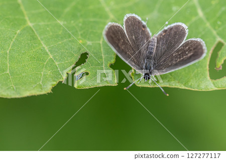 Swallowfish Swallowfish 127277117