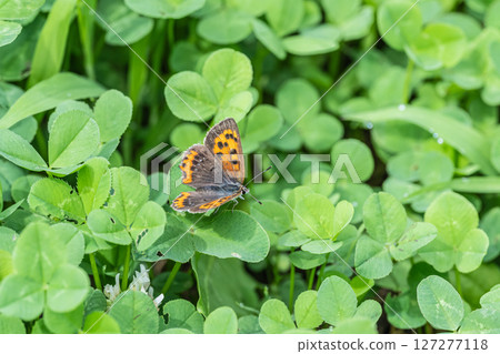 Lycaena phlaeas Lycaena phlaeas 127277118