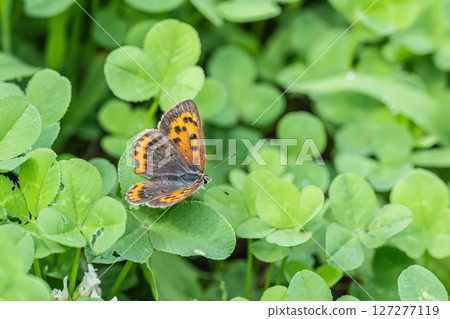 Lycaena phlaeas Lycaena phlaeas 127277119