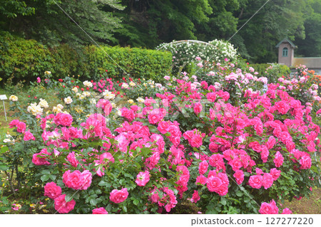 Omachi Park (Nature Observation Garden), Rose Garden, Ichikawa City, Chiba Prefecture 127277220